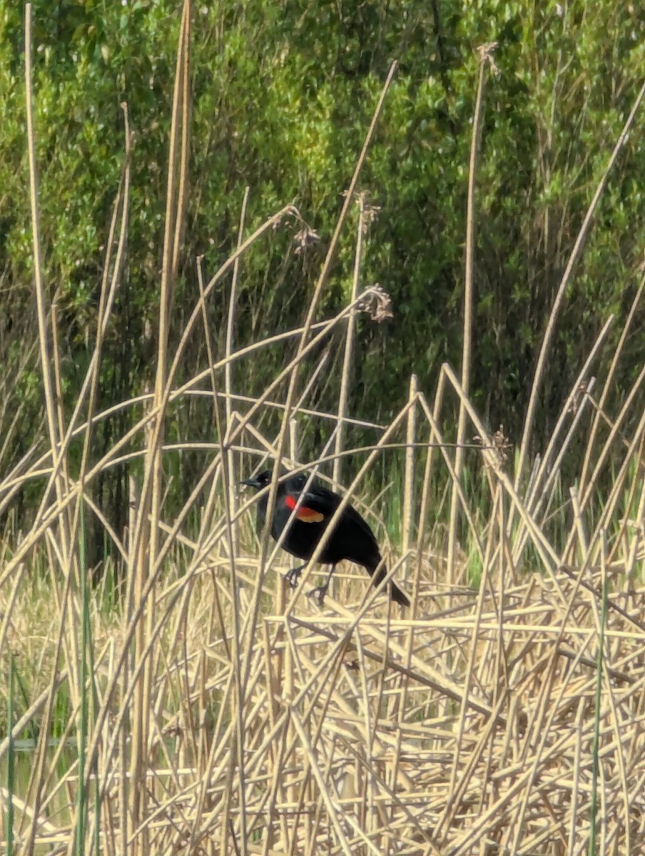 Red-winged Blackbird - ML634409218
