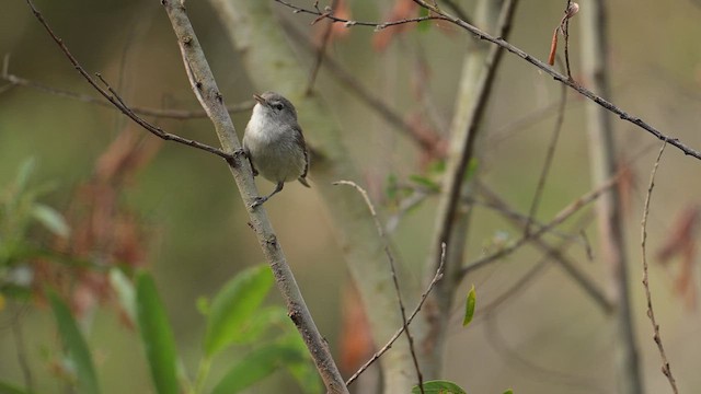 Bell's Vireo (Least) - ML634409361