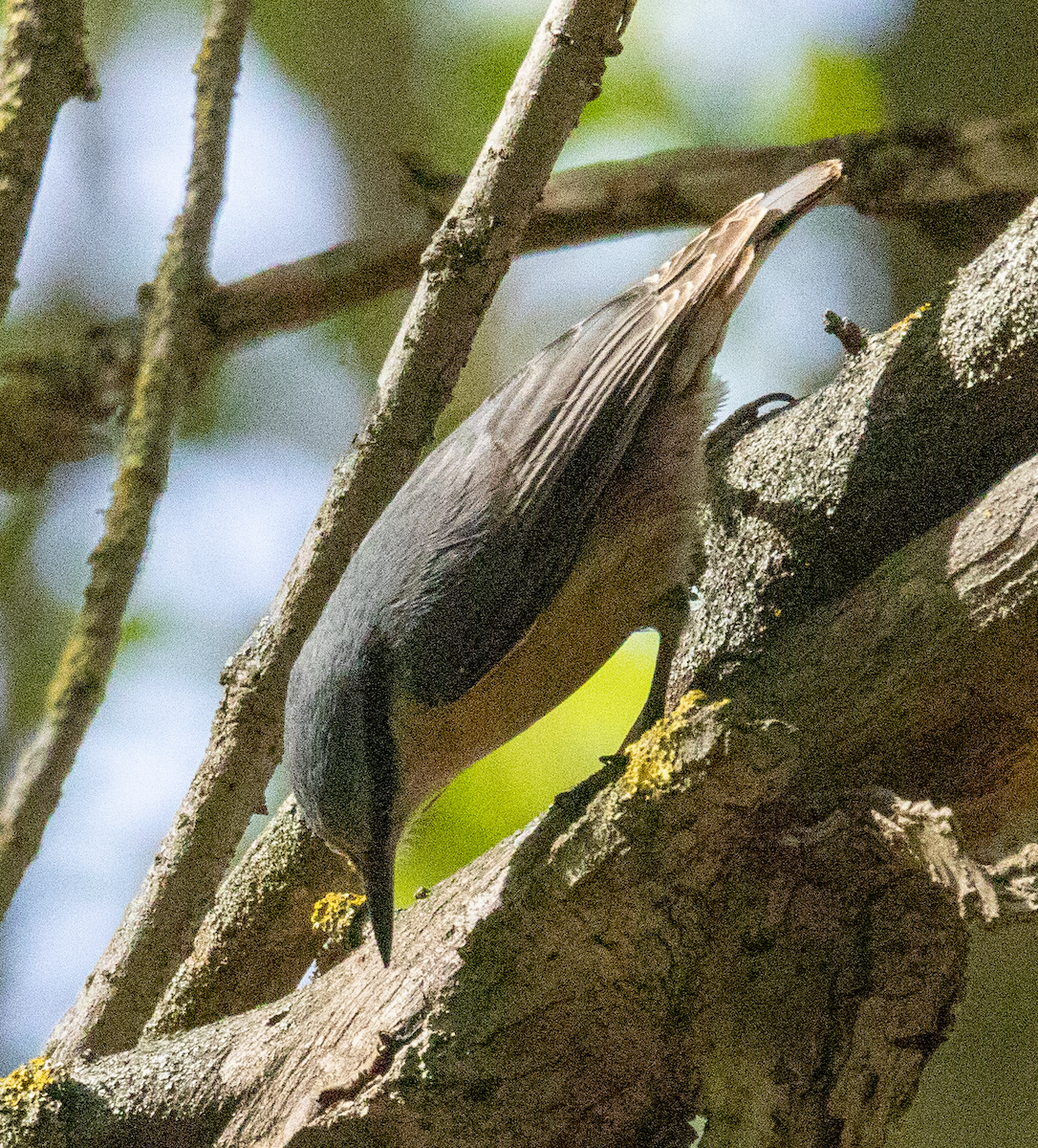 Eurasian Nuthatch - ML634409613