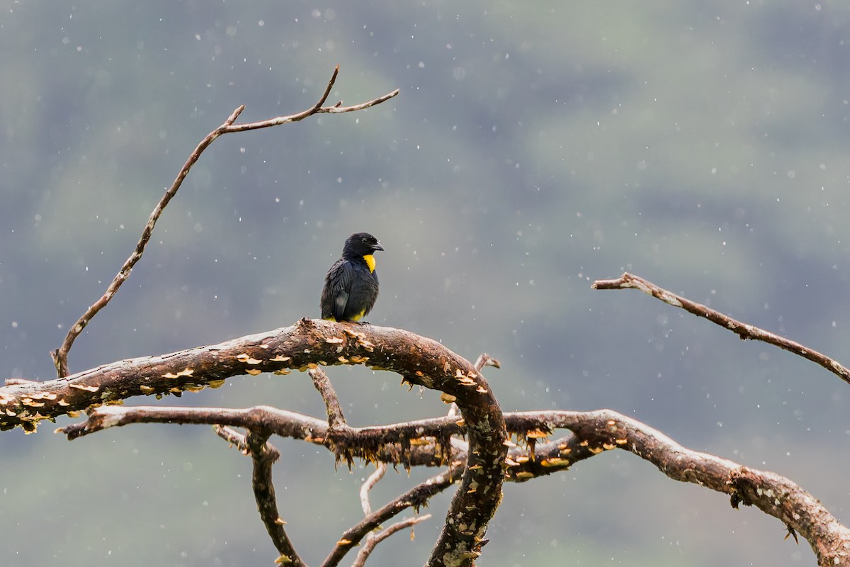 Golden-chested Tanager - ML634409721