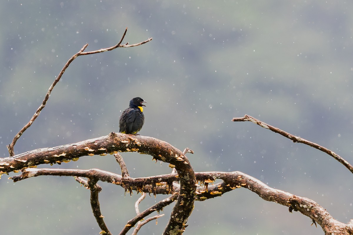 Golden-chested Tanager - ML634409730