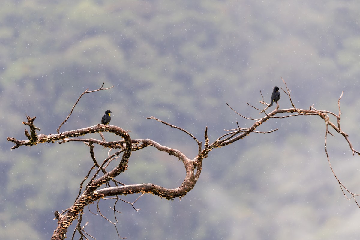 Golden-chested Tanager - ML634409731