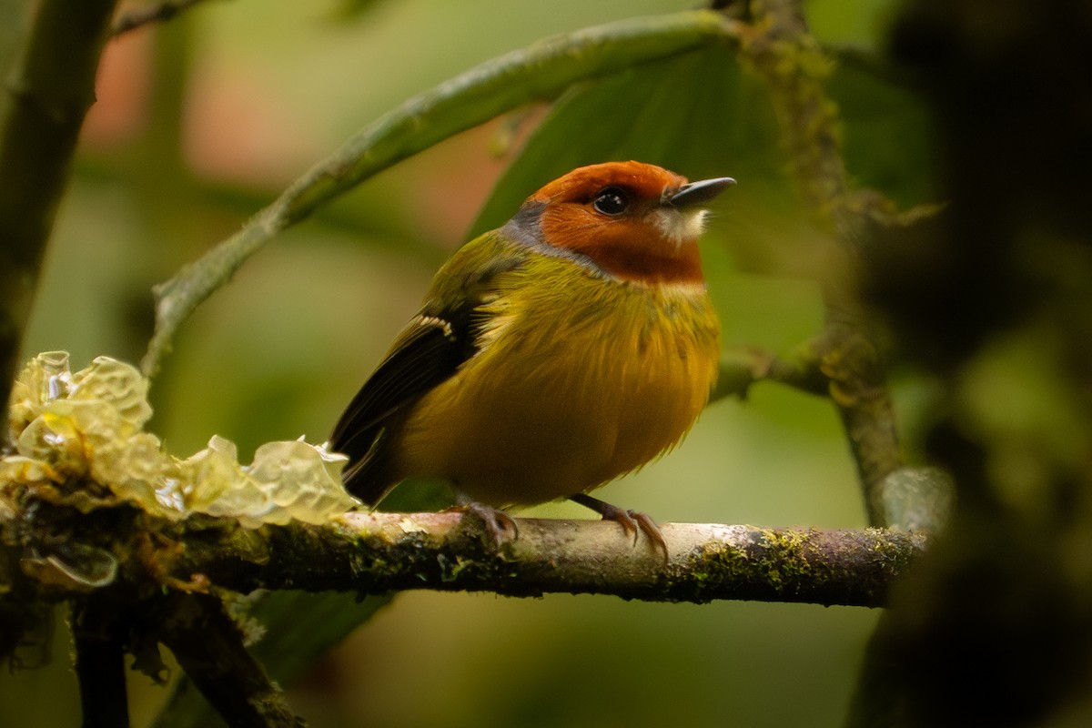 Johnson's Tody-Flycatcher - ML634409736
