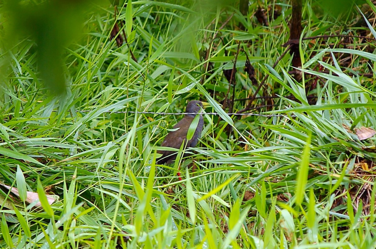 Blackish Rail - ML634409770