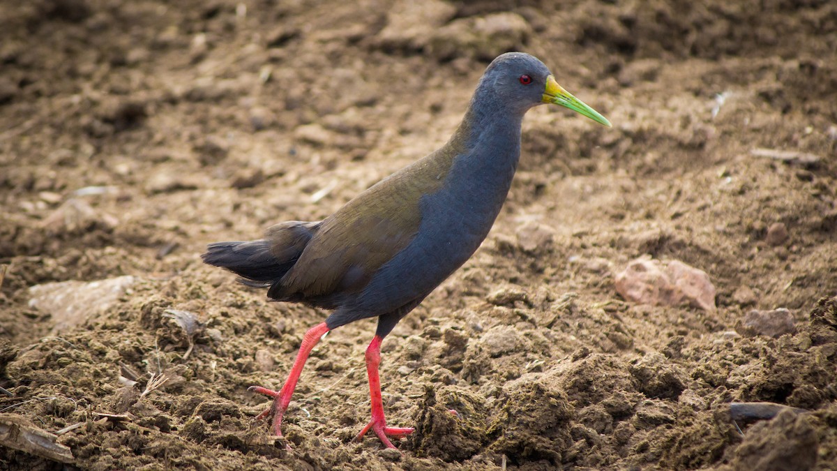 Blackish Rail - ML634409773