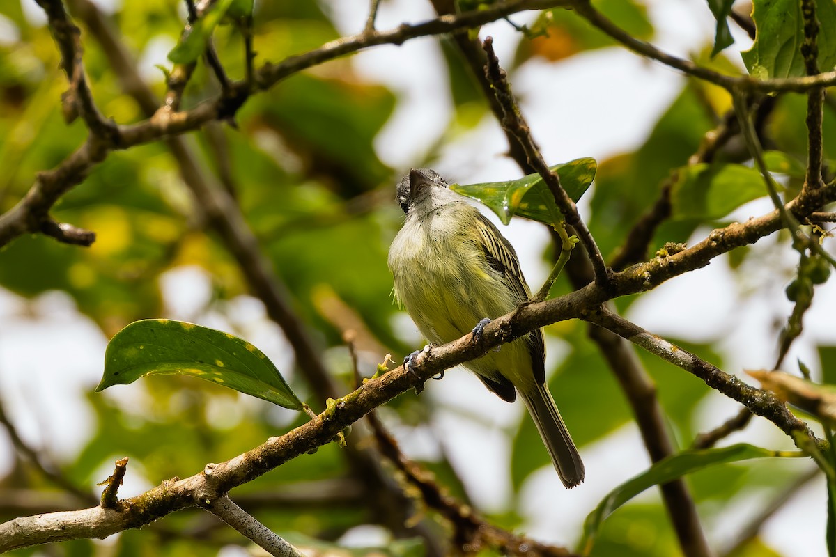 Yellow-winged Flatbill - ML634409845
