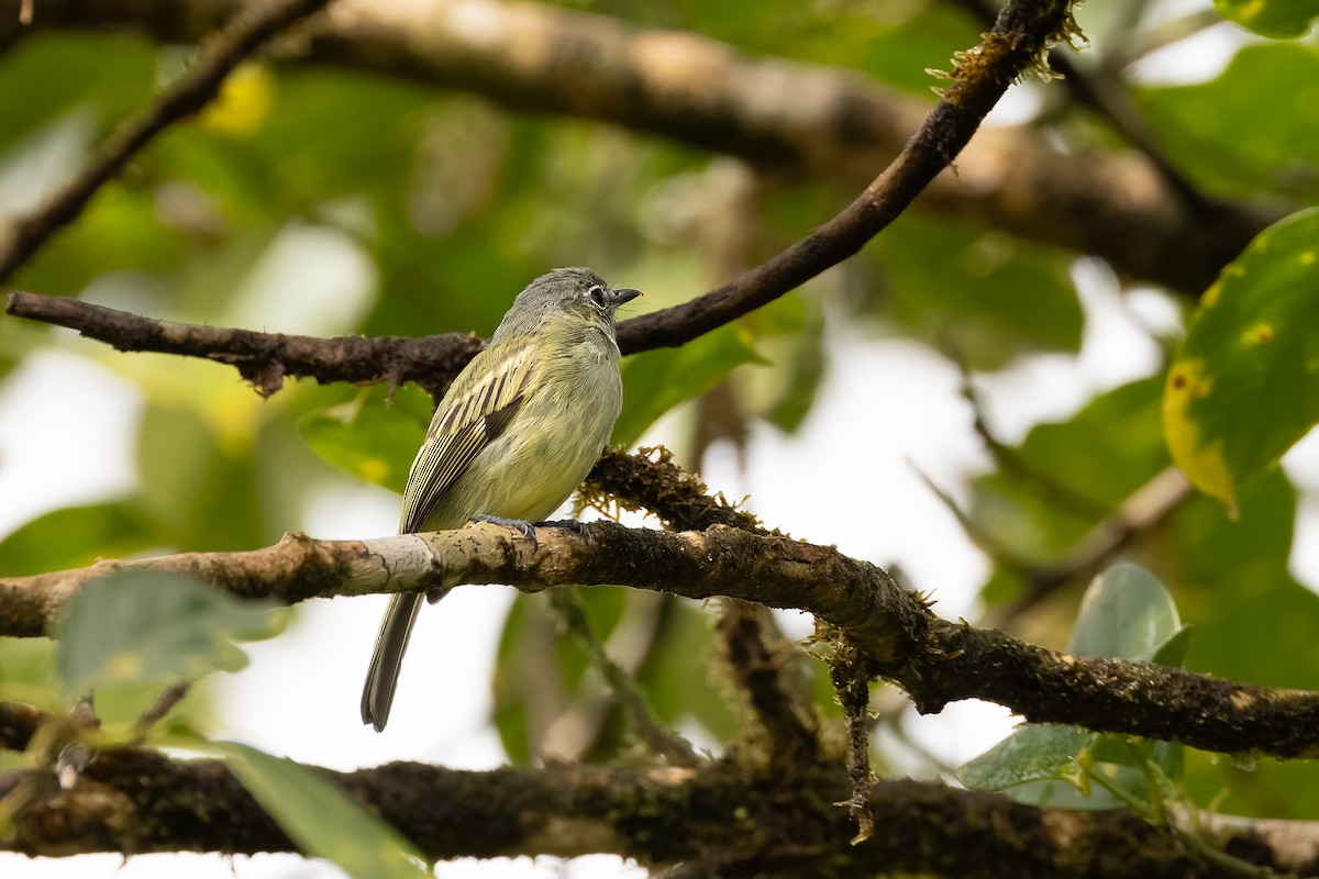 Yellow-winged Flatbill - ML634409853