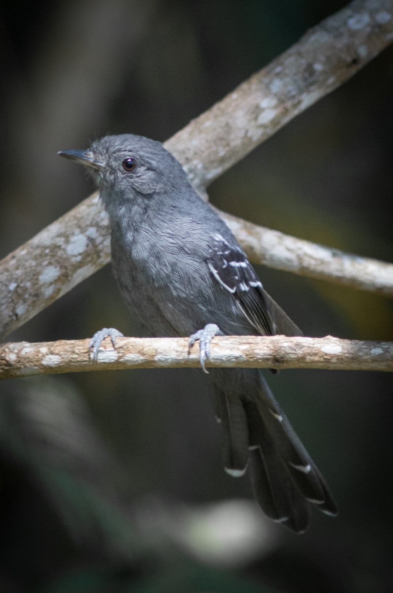 Rio de Janeiro Antbird - ML634409901