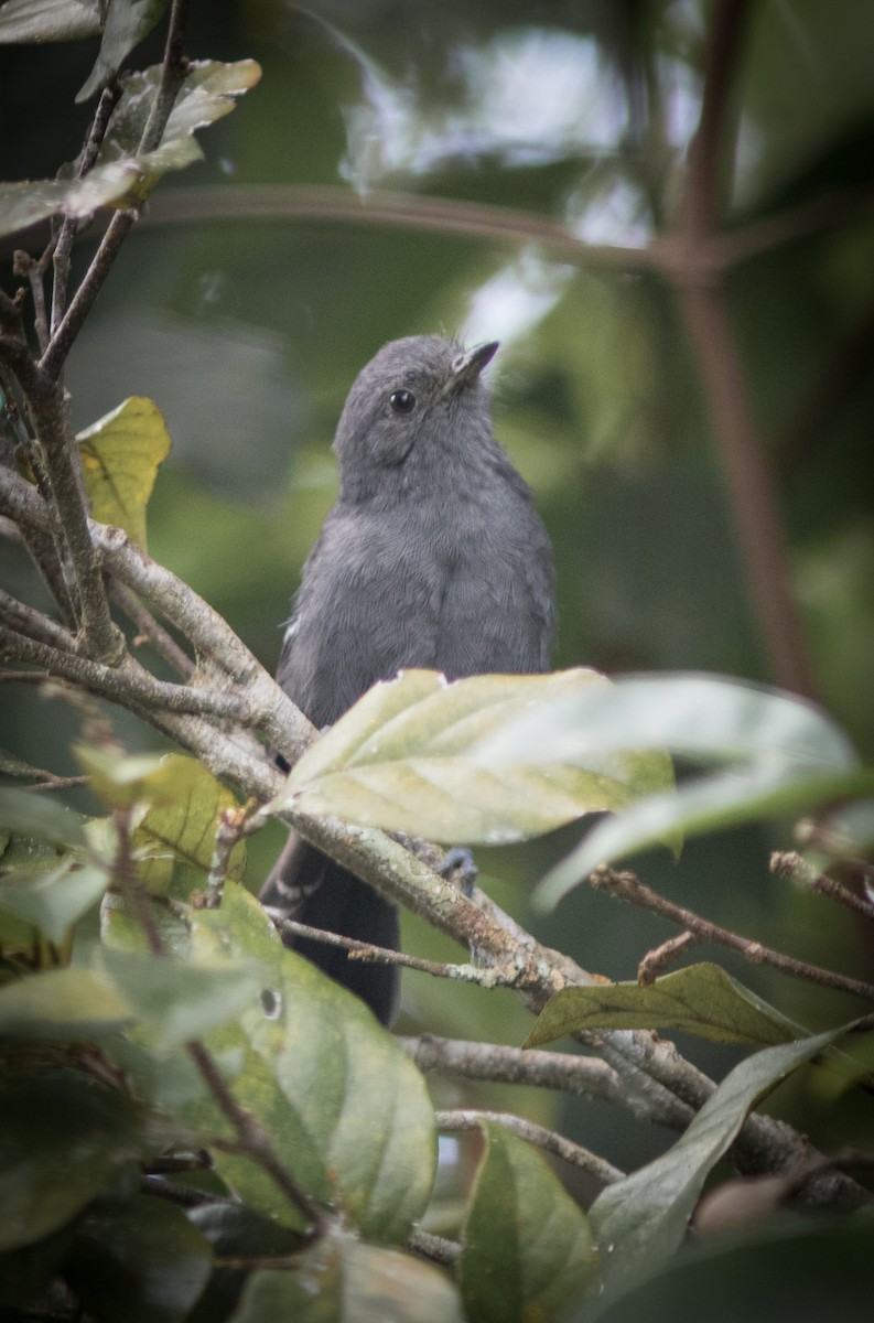 Rio de Janeiro Antbird - ML634409902