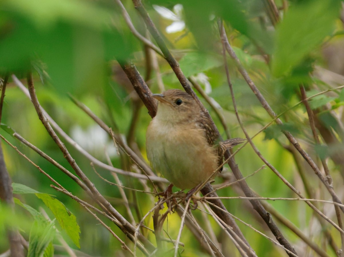 Sedge Wren - ML634409963