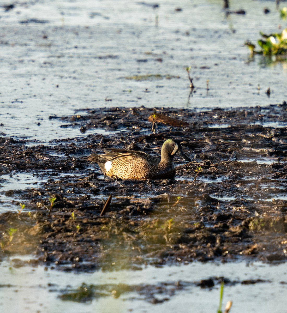 Blue-winged Teal - ML634409999