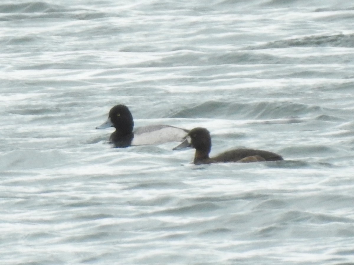 polák vlnkovaný - ML634410005