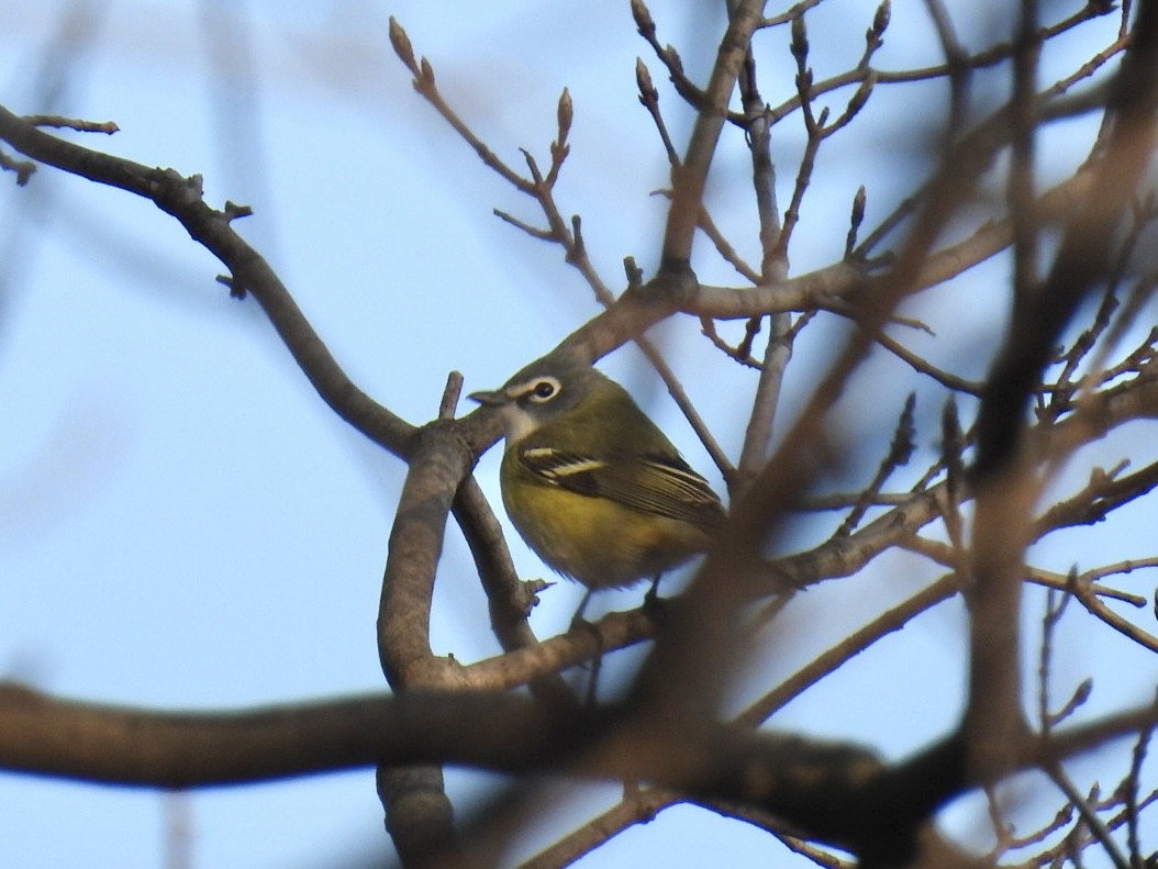 Blue-headed Vireo - ML634410052