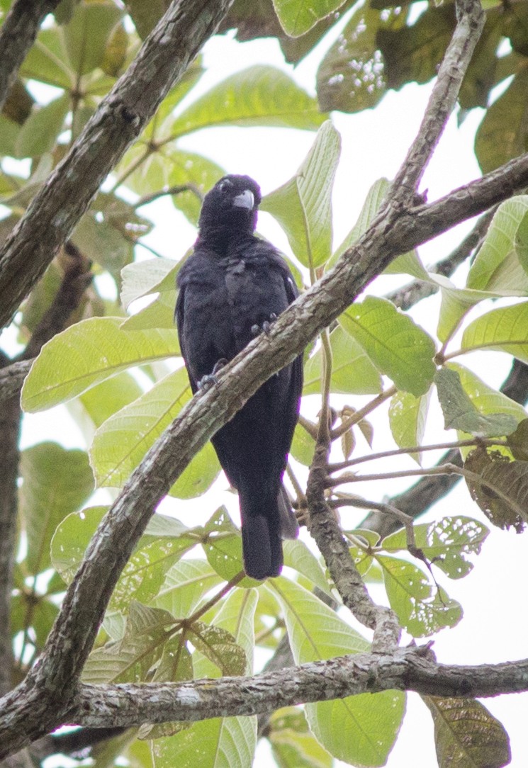 Scarlet-throated Tanager - ML634410056