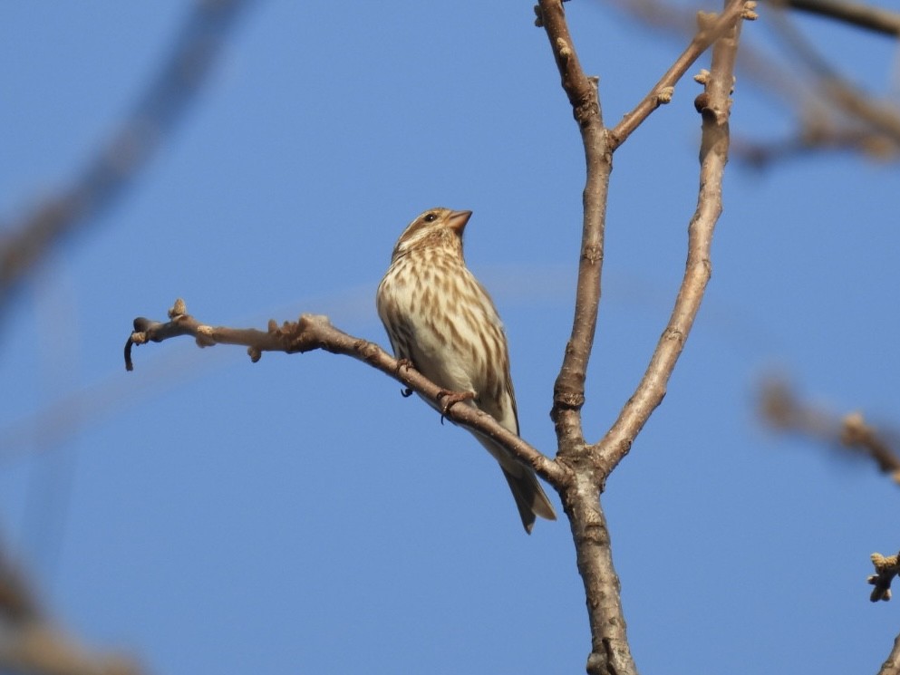 Purple Finch - ML634410091