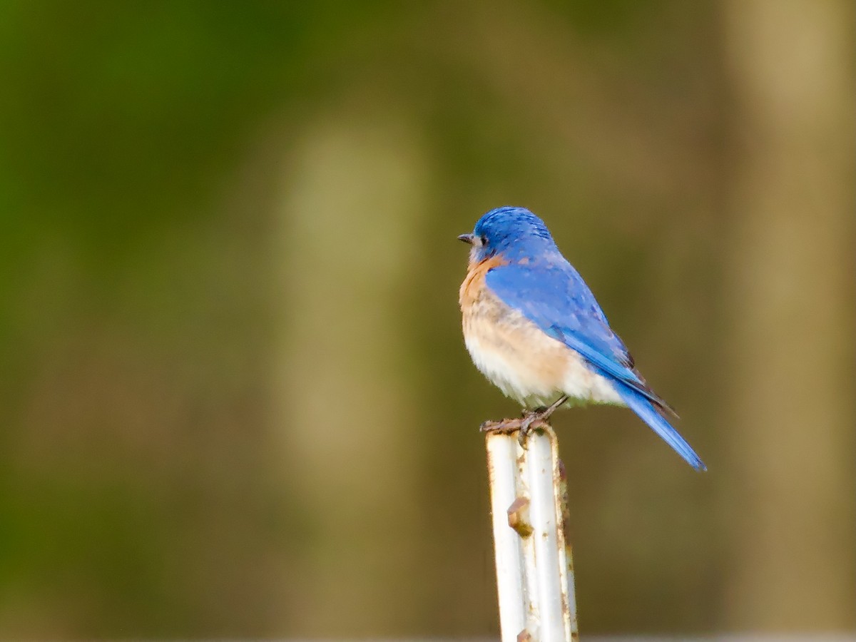 Eastern Bluebird - ML634410136