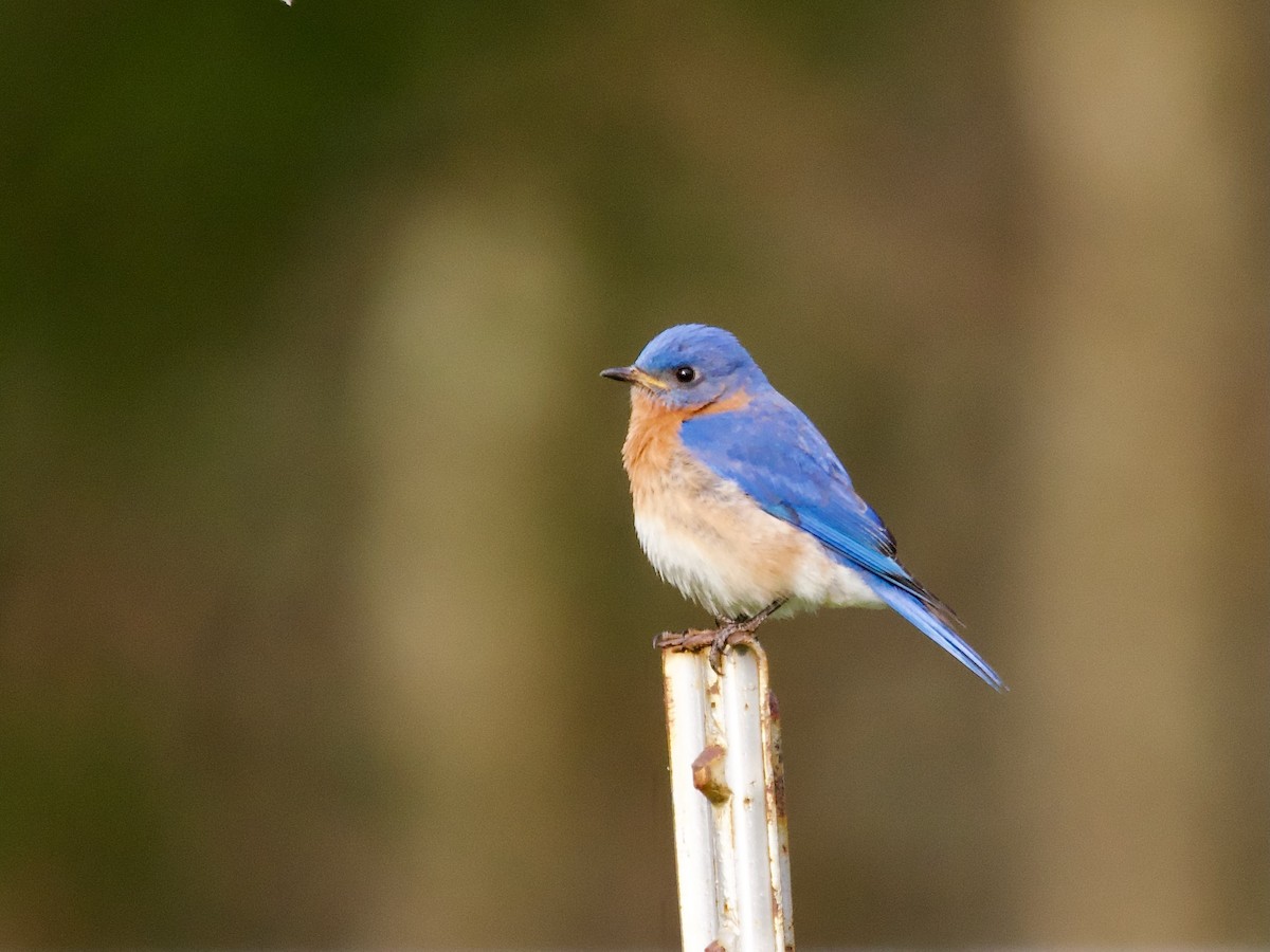 Eastern Bluebird - ML634410137