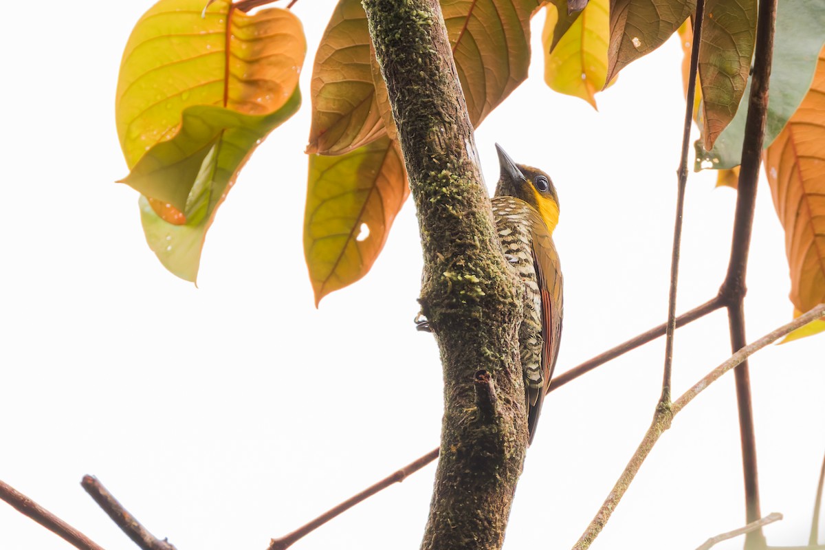 Lita Woodpecker - ML634410145