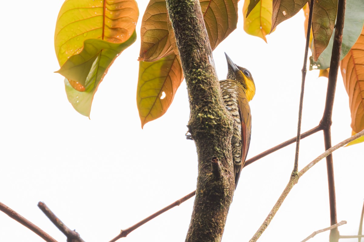 Lita Woodpecker - ML634410146