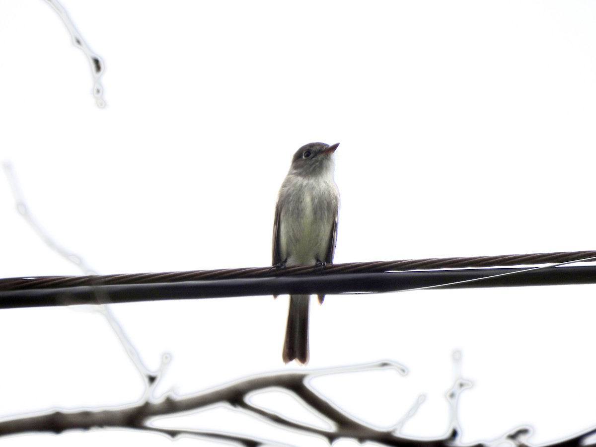 Least Flycatcher - ML634410167
