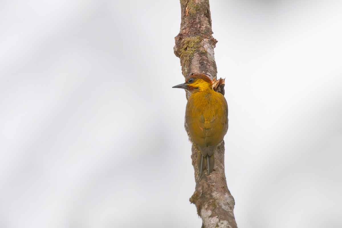 Lita Woodpecker - ML634410179