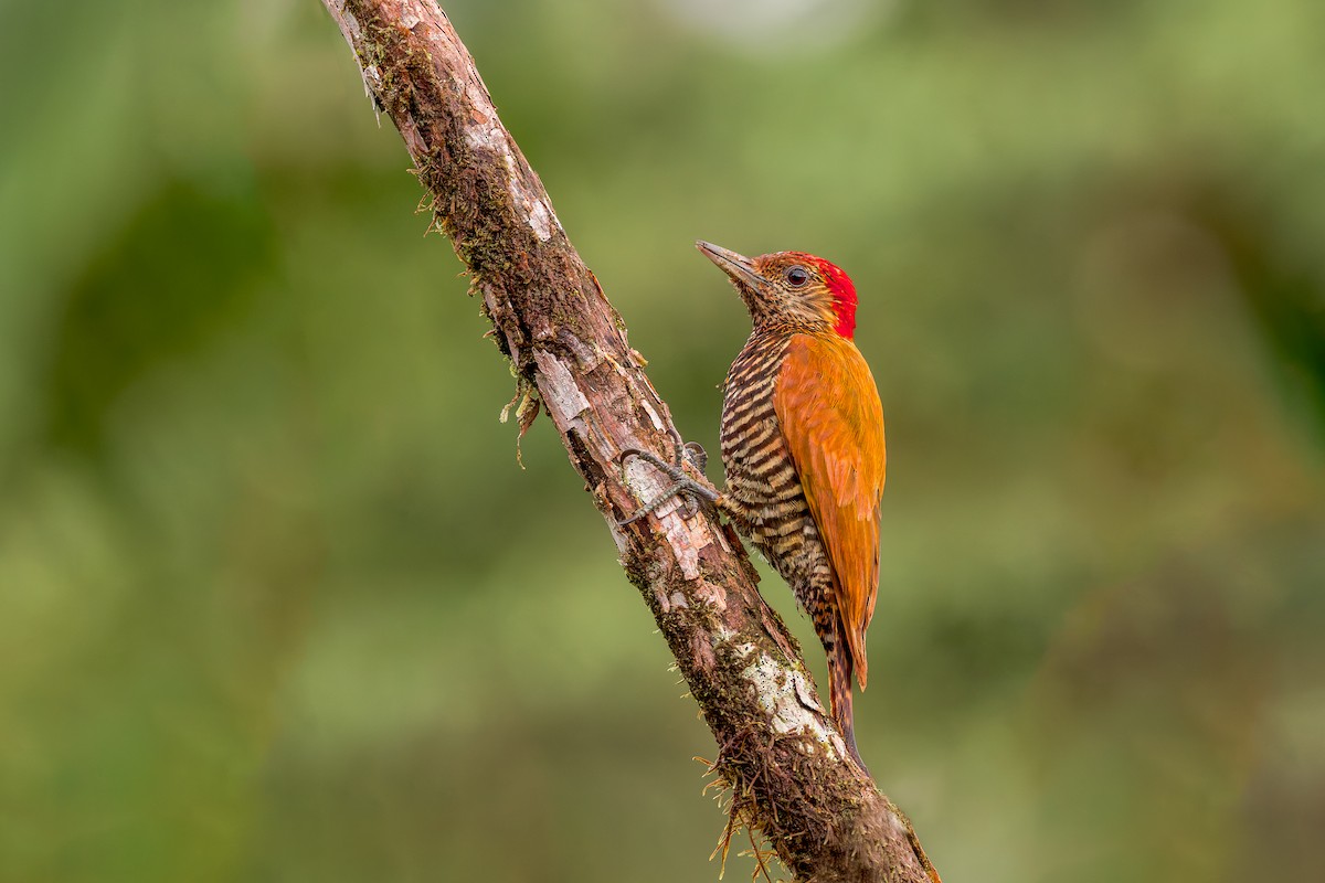 Choco Woodpecker - ML634410211