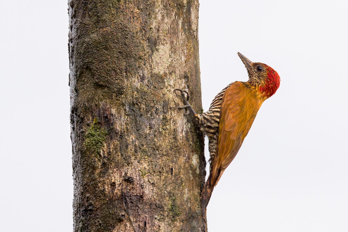 Choco Woodpecker - ML634410213