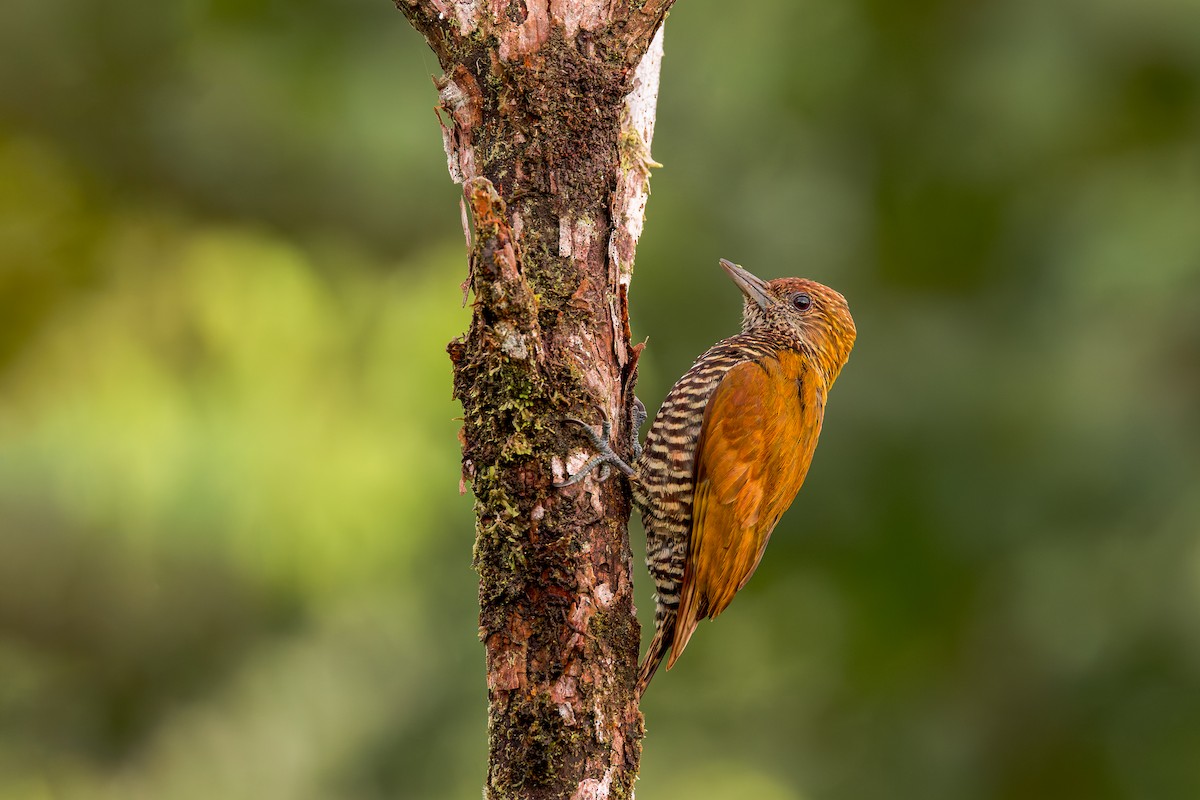 Choco Woodpecker - ML634410216