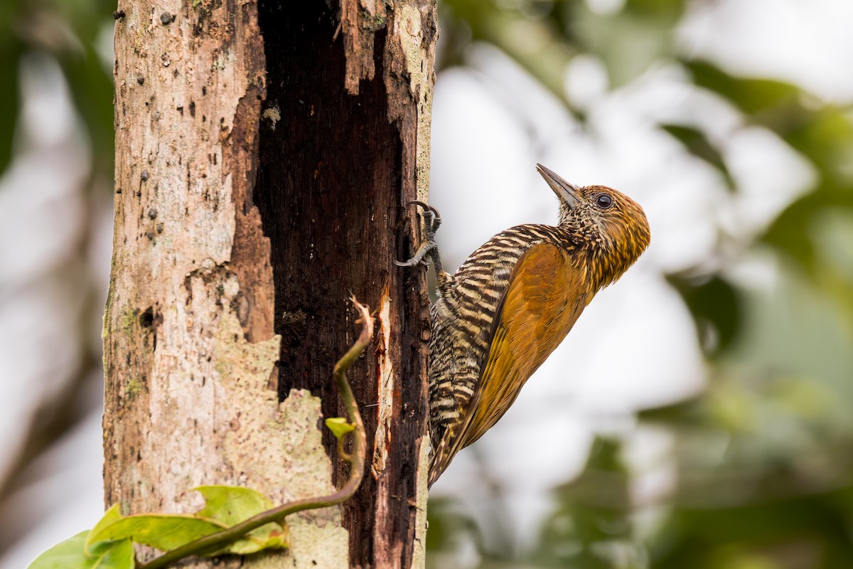 Choco Woodpecker - ML634410223