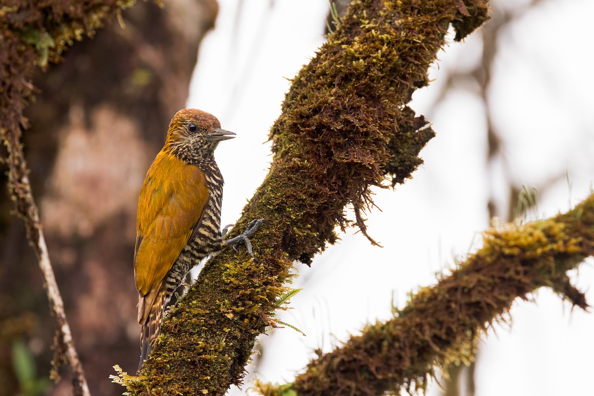 Choco Woodpecker - ML634410227