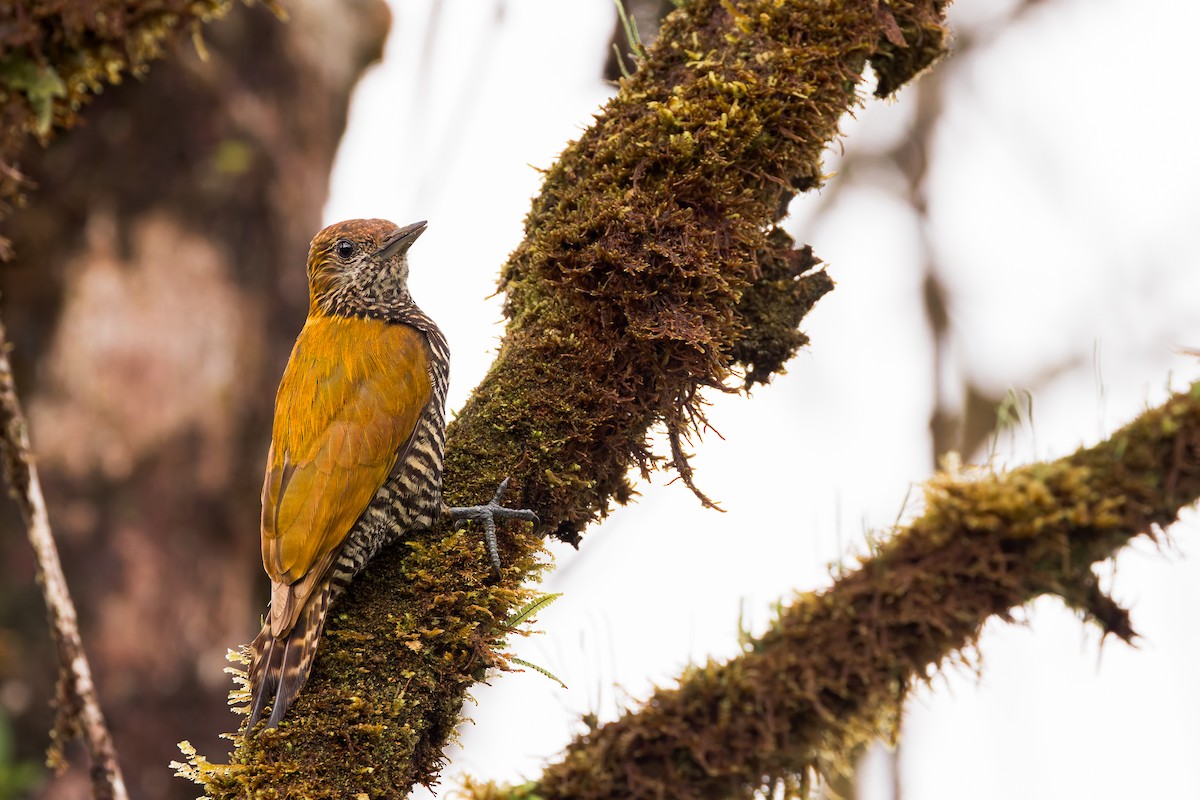 Choco Woodpecker - ML634410234