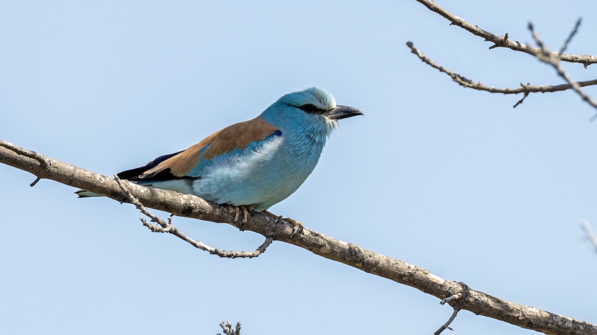 European Roller - ML634410249