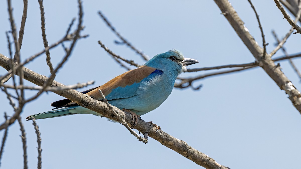 European Roller - ML634410250