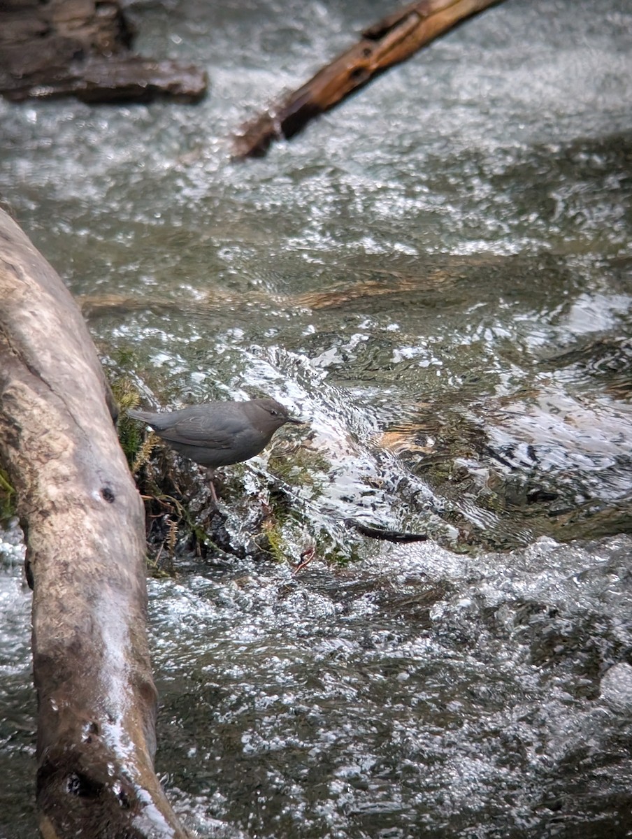 American Dipper - ML634410283