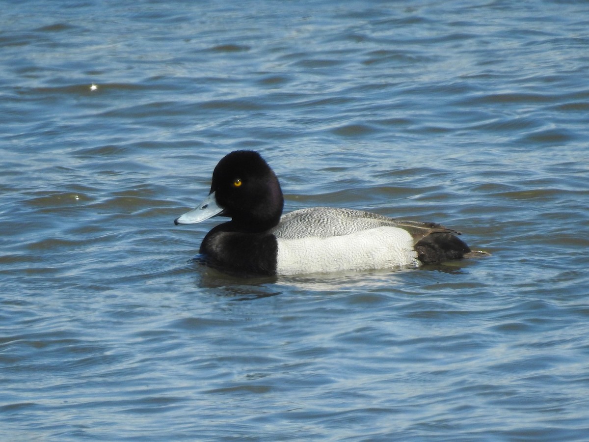 polák vlnkovaný - ML634410454