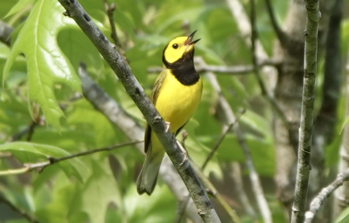 Hooded Warbler - ML634410547