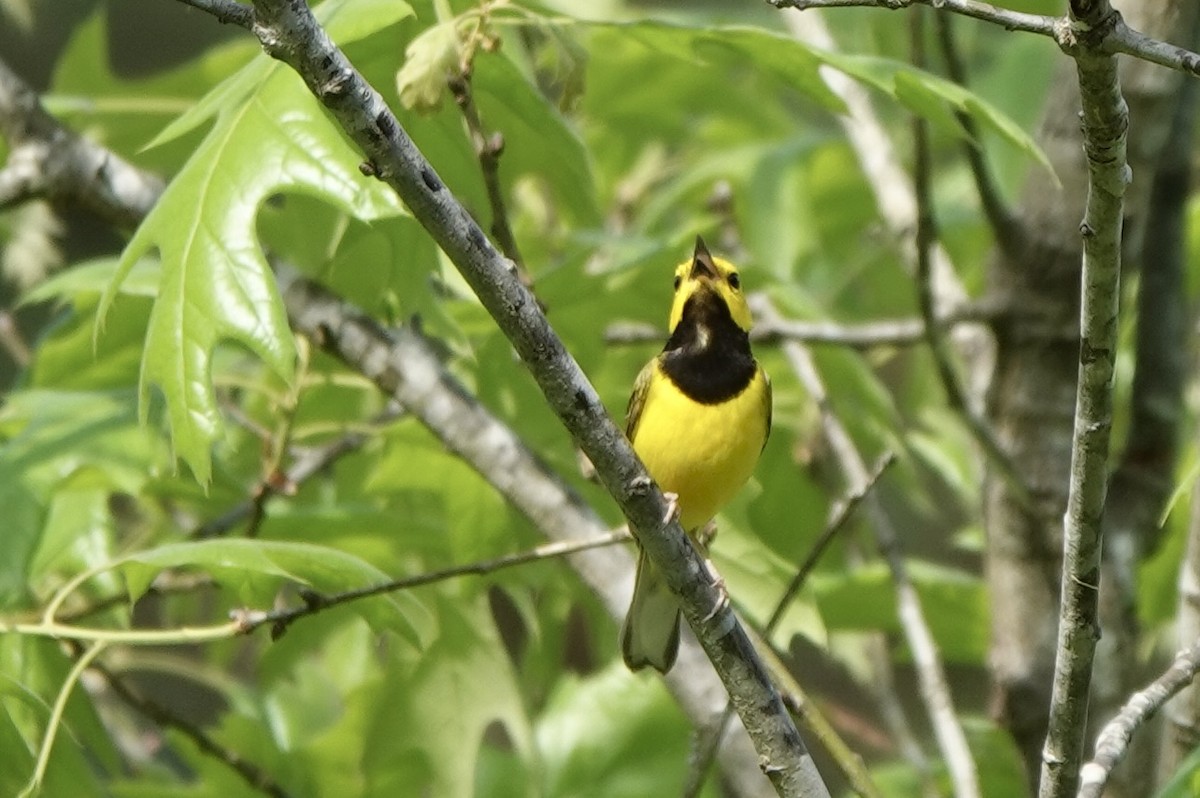 Hooded Warbler - ML634410552