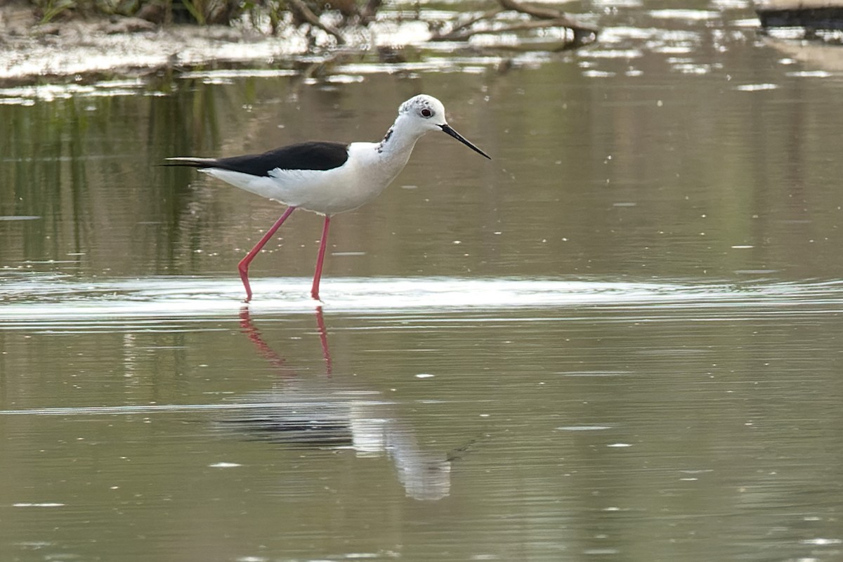 Black-winged Stilt - ML634410568