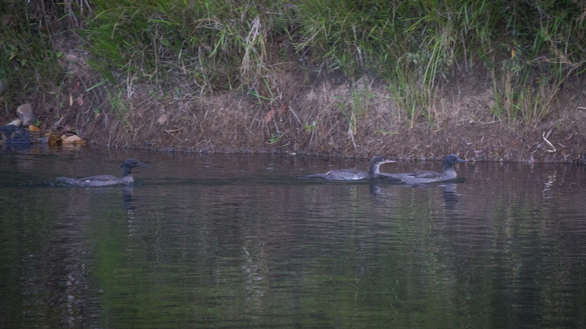 Brazilian Merganser - ML634410643