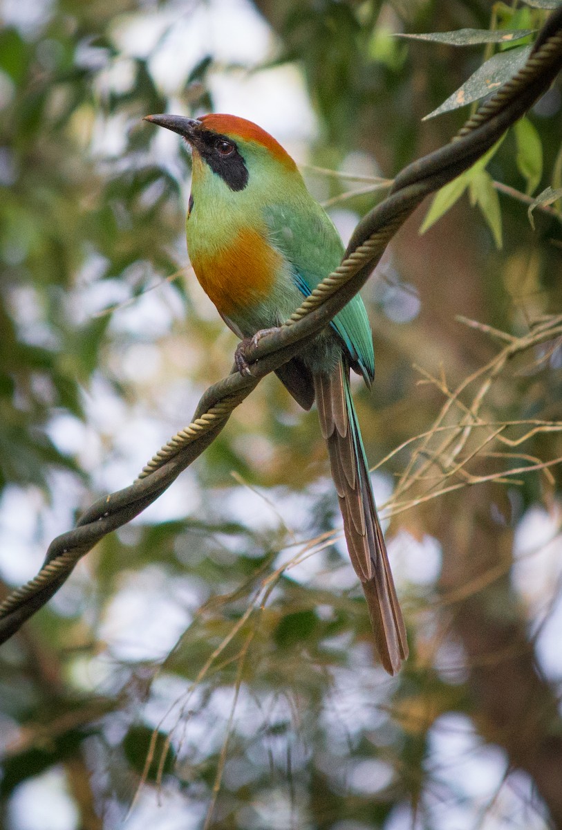 Rufous-capped Motmot - ML634410645