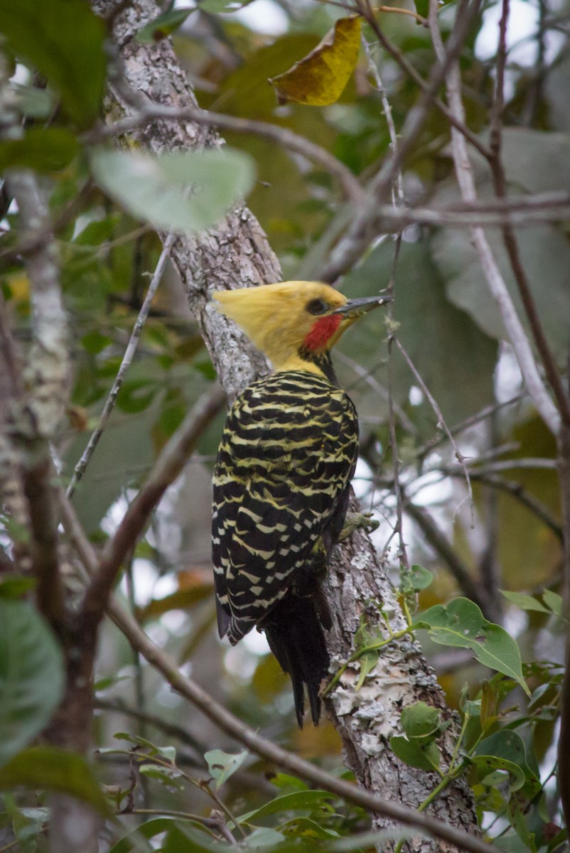 Blond-crested Woodpecker - ML634410657
