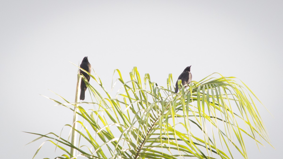 Giant Cowbird - ML634410664