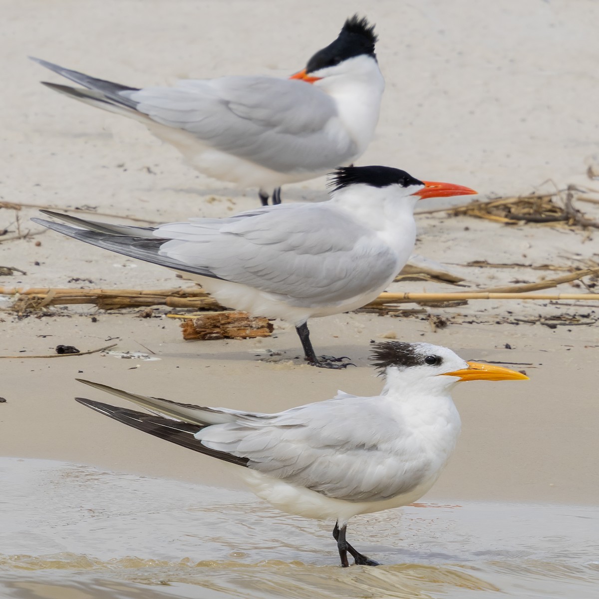 Royal Tern - ML634410669