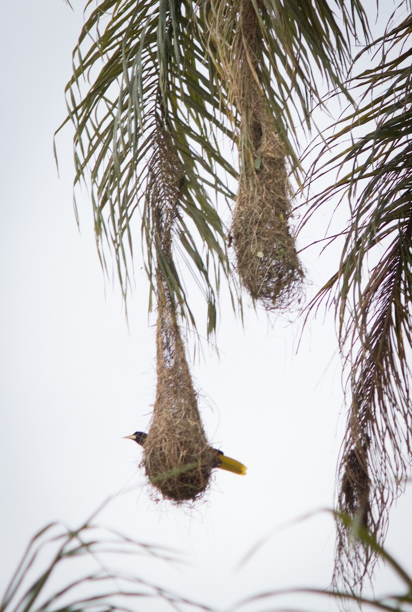 Crested Oropendola - ML634410679