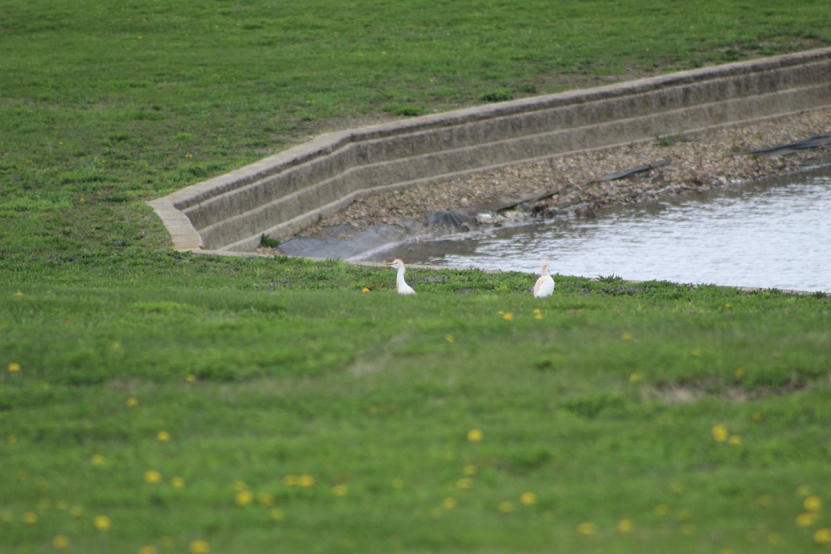 Western Cattle-Egret - ML634410680