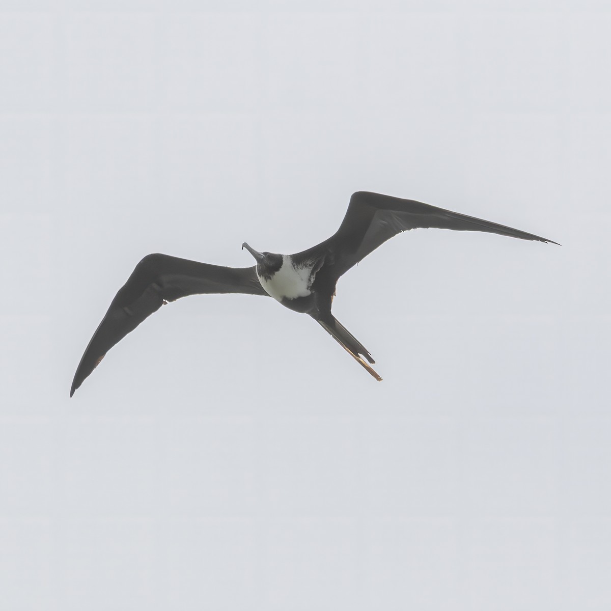 Magnificent Frigatebird - ML634410688