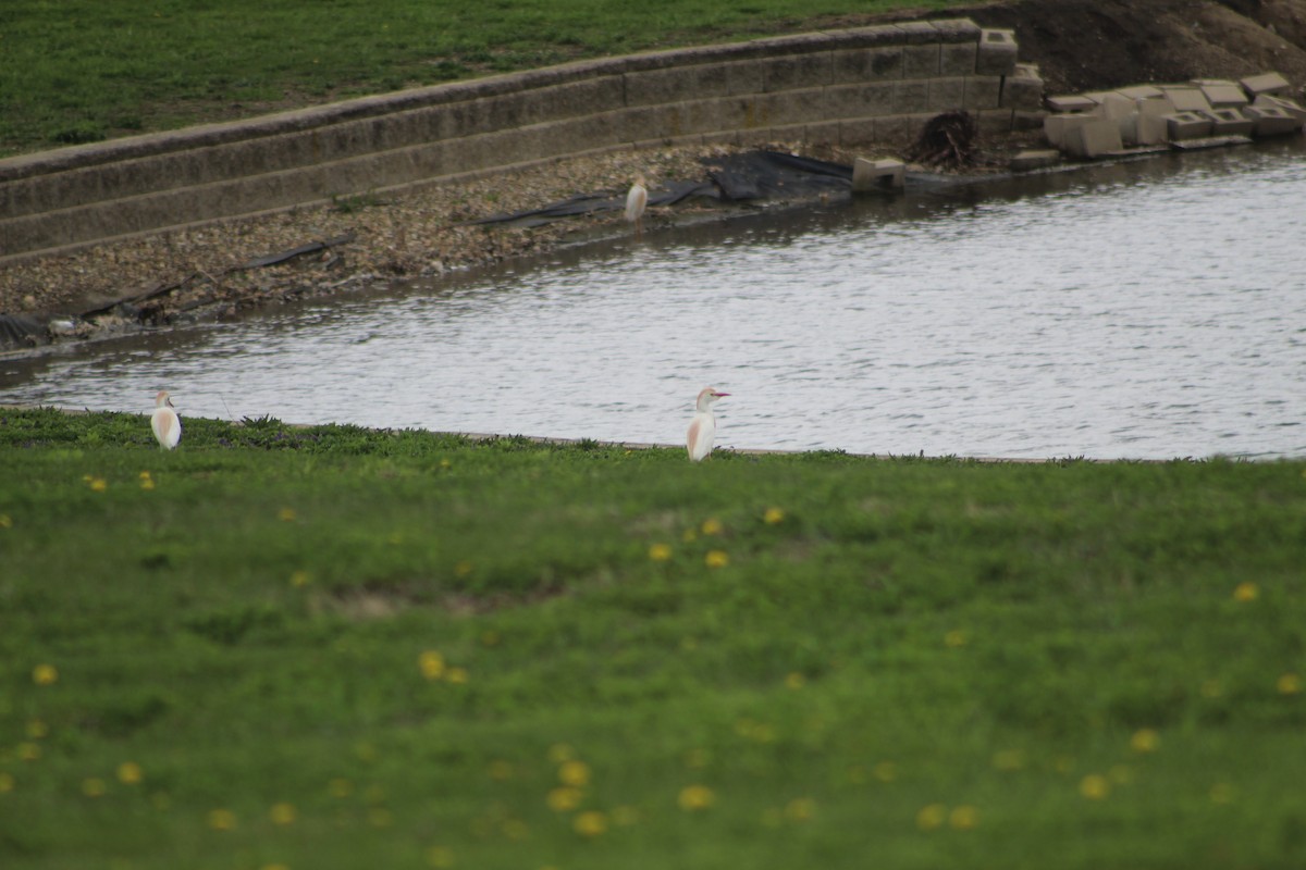 Western Cattle-Egret - ML634410689