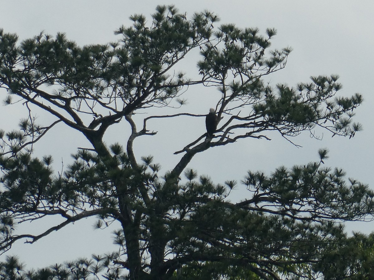 Bald Eagle - ML634410699