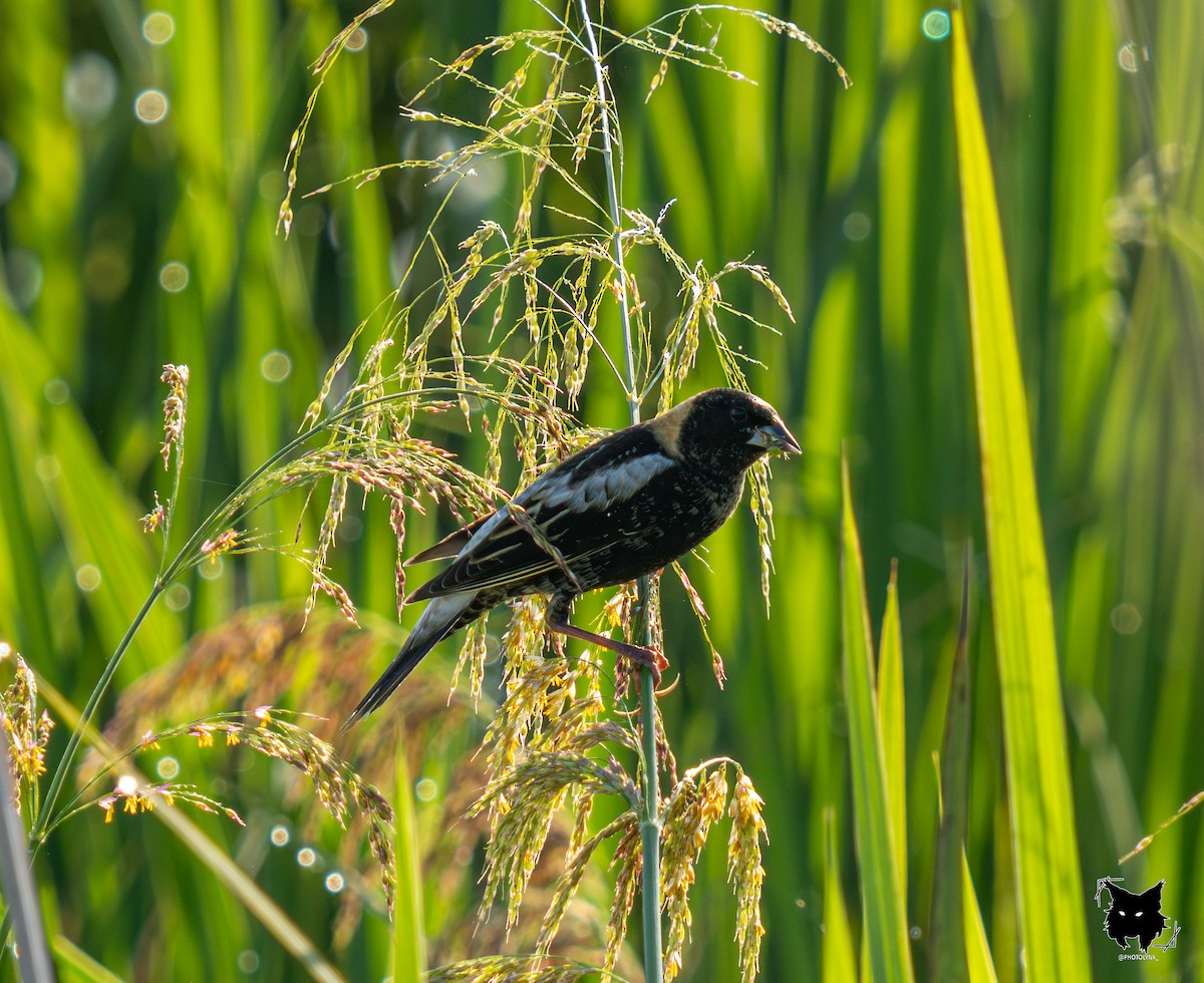 Bobolink - ML634410720