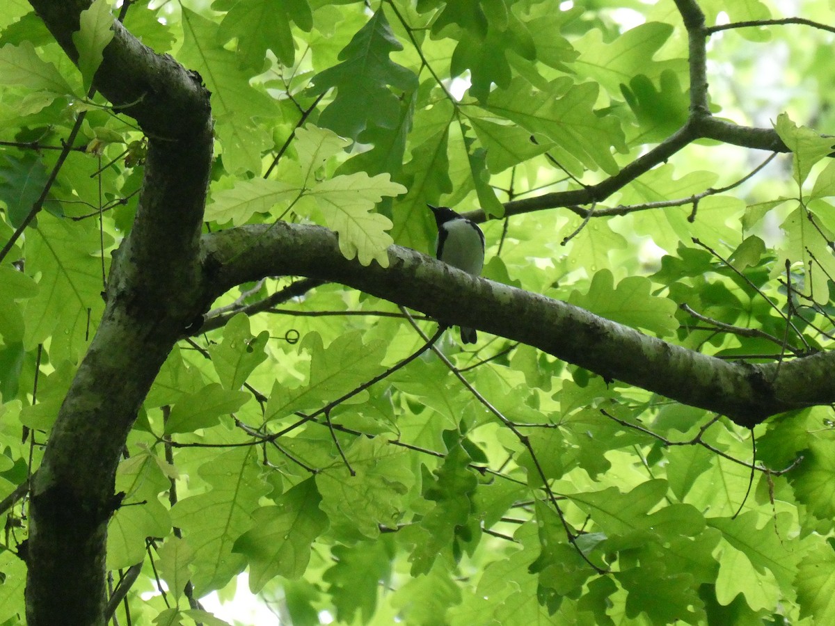 Black-throated Blue Warbler - ML634410721
